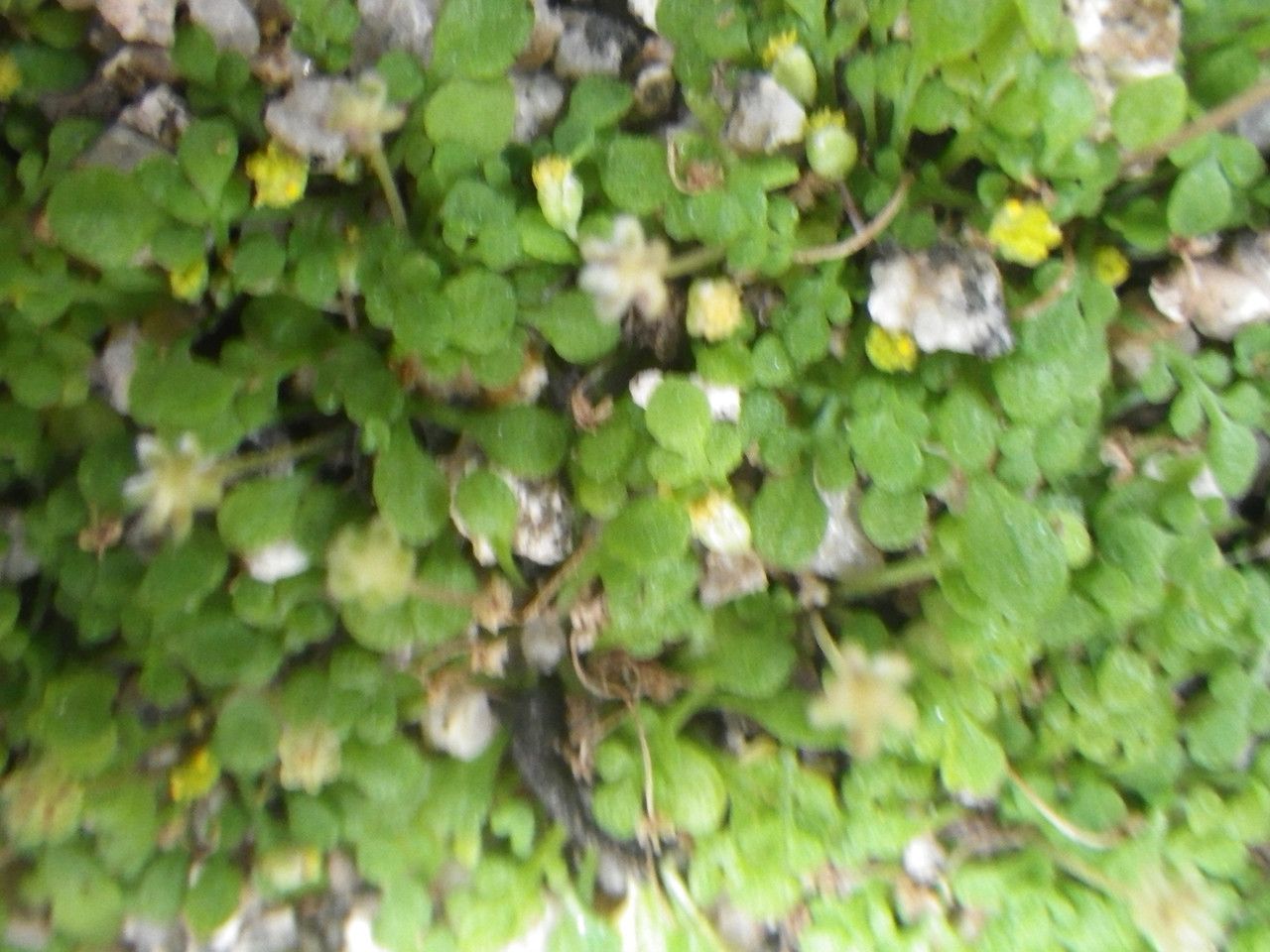 Nananthea perpusilla habit