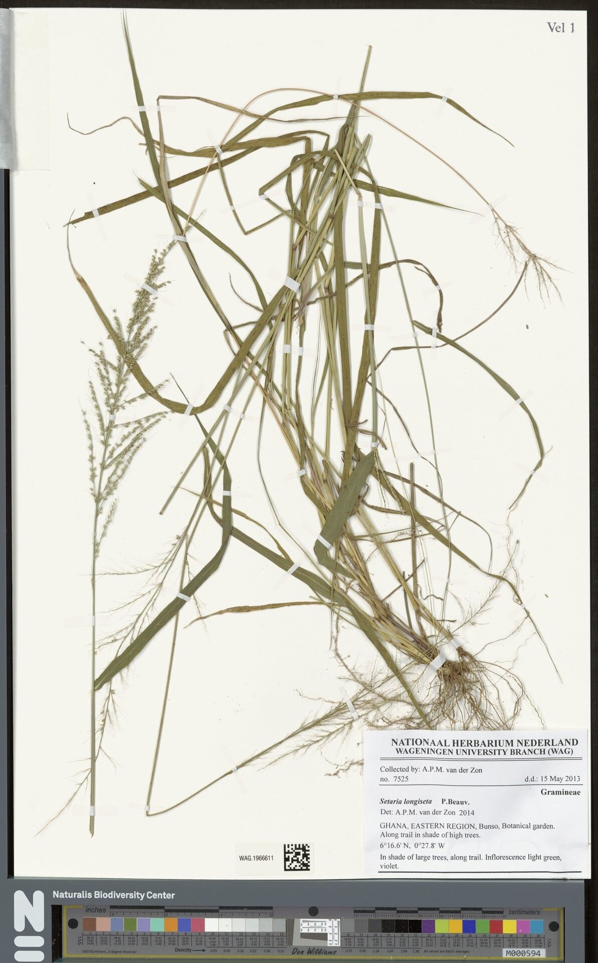 Setaria longiseta — search result for 'Setaria'