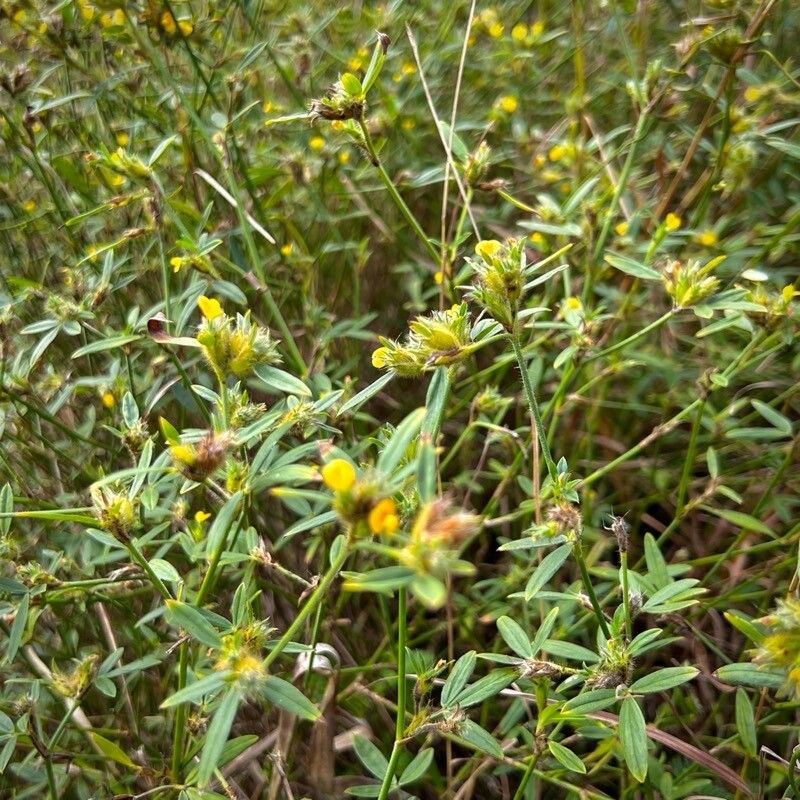 Stylosanthes guianensis habit