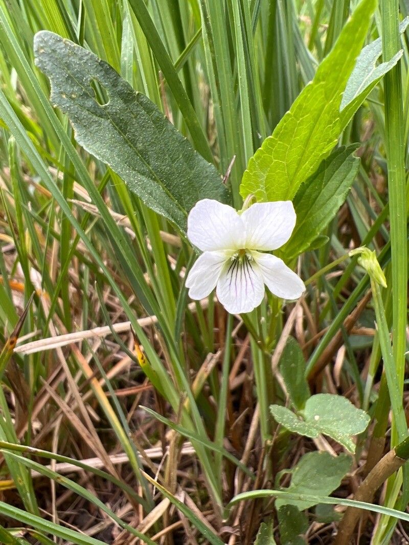 Viola persicifolia flower