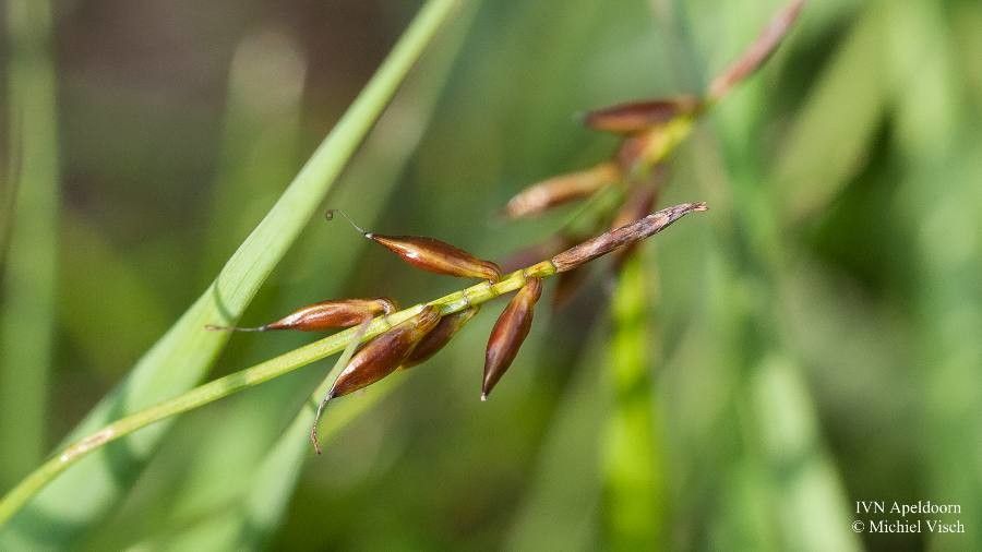 Carex pulicaris fruit