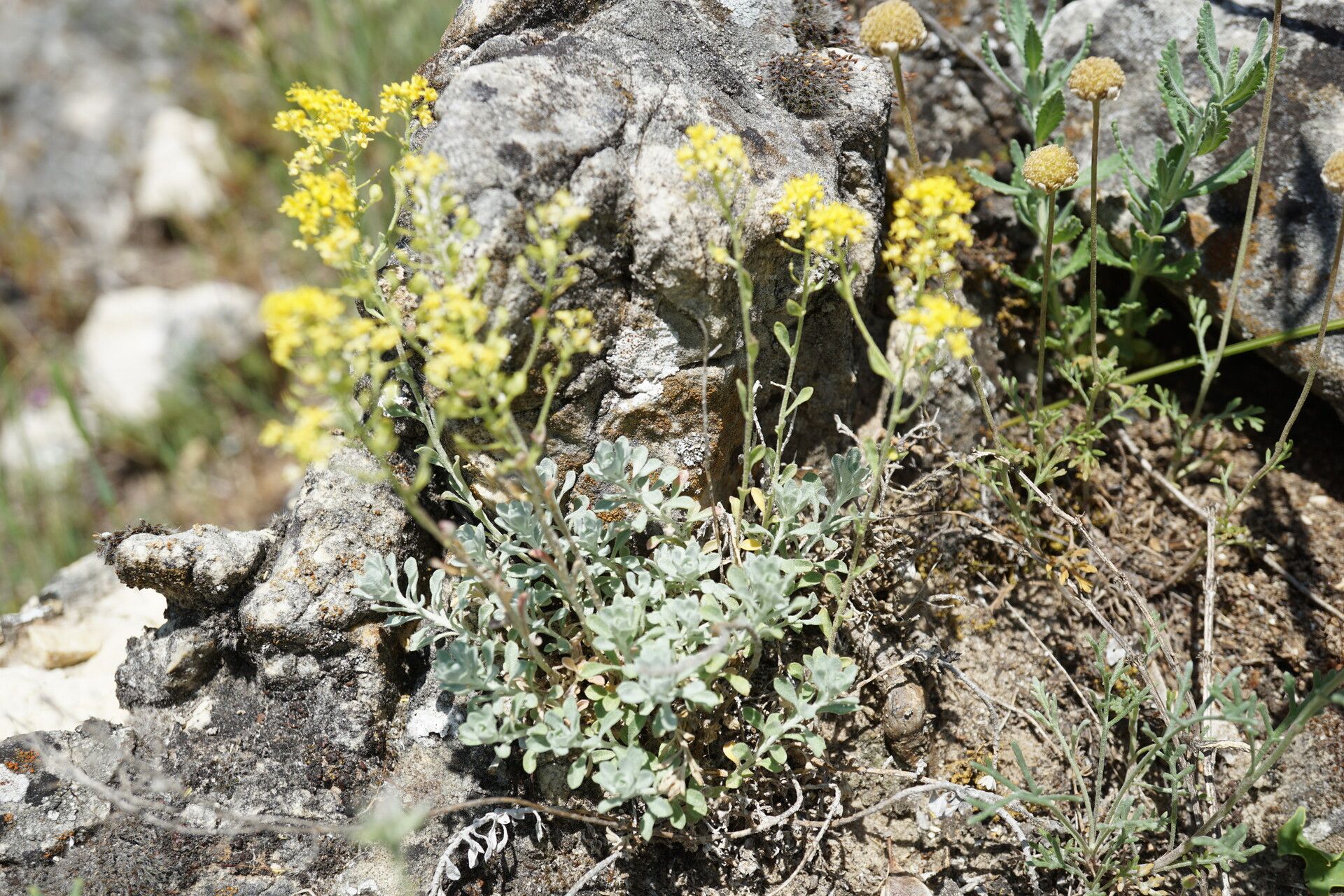 Odontarrhena obtusifolia habit