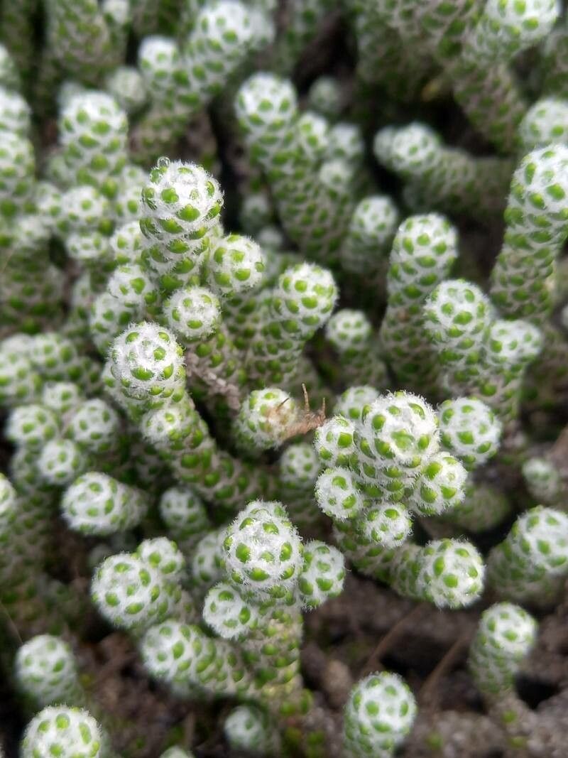 Helichrysum × selago leaf
