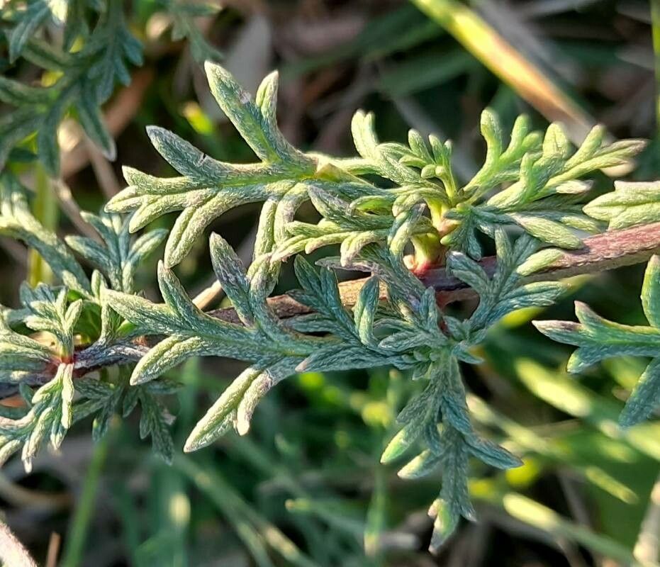 Glandularia tenera — search result for 'Verbena'