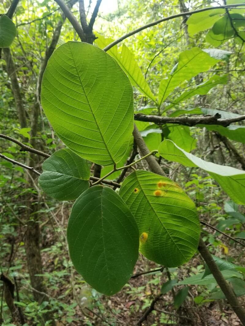 Annona holosericea — search result for 'Annona'