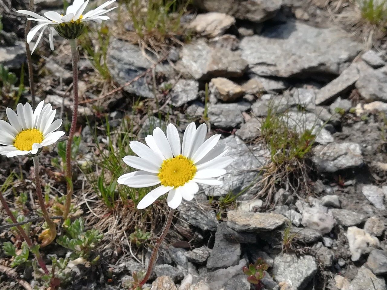 Leucanthemopsis alpina flower