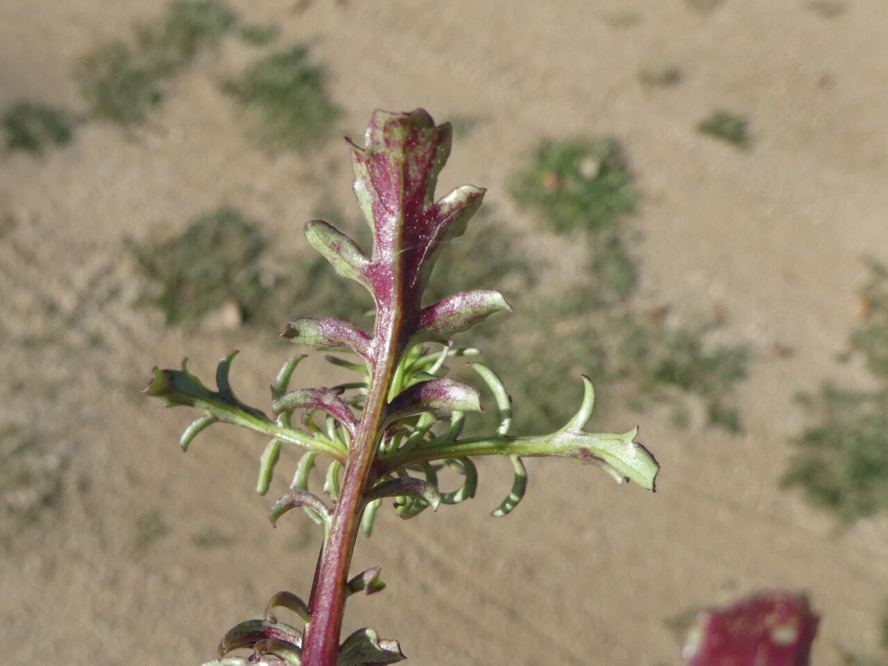 Centranthus calcitrapae leaf