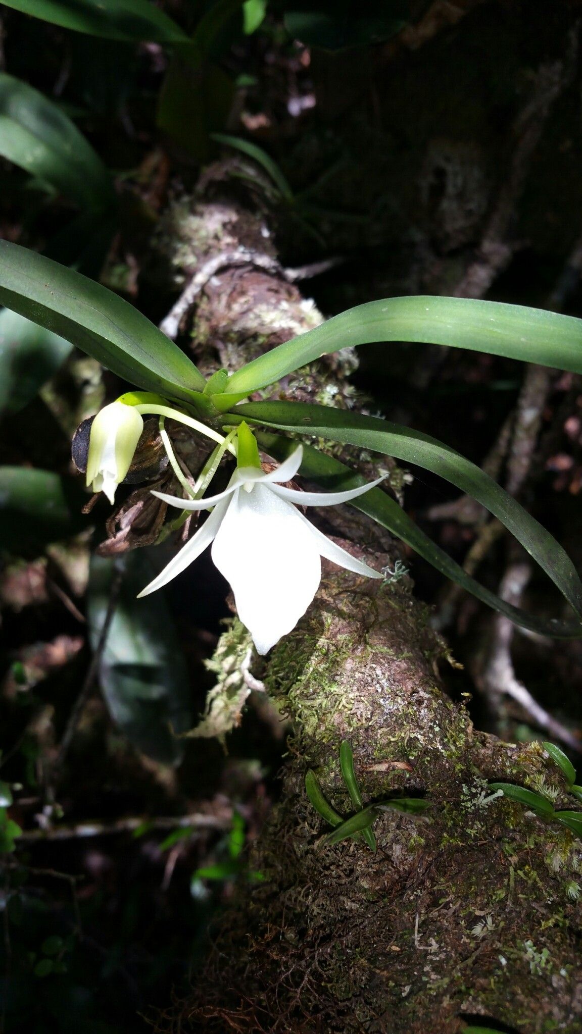 Angraecum obesum — houseplant care guide