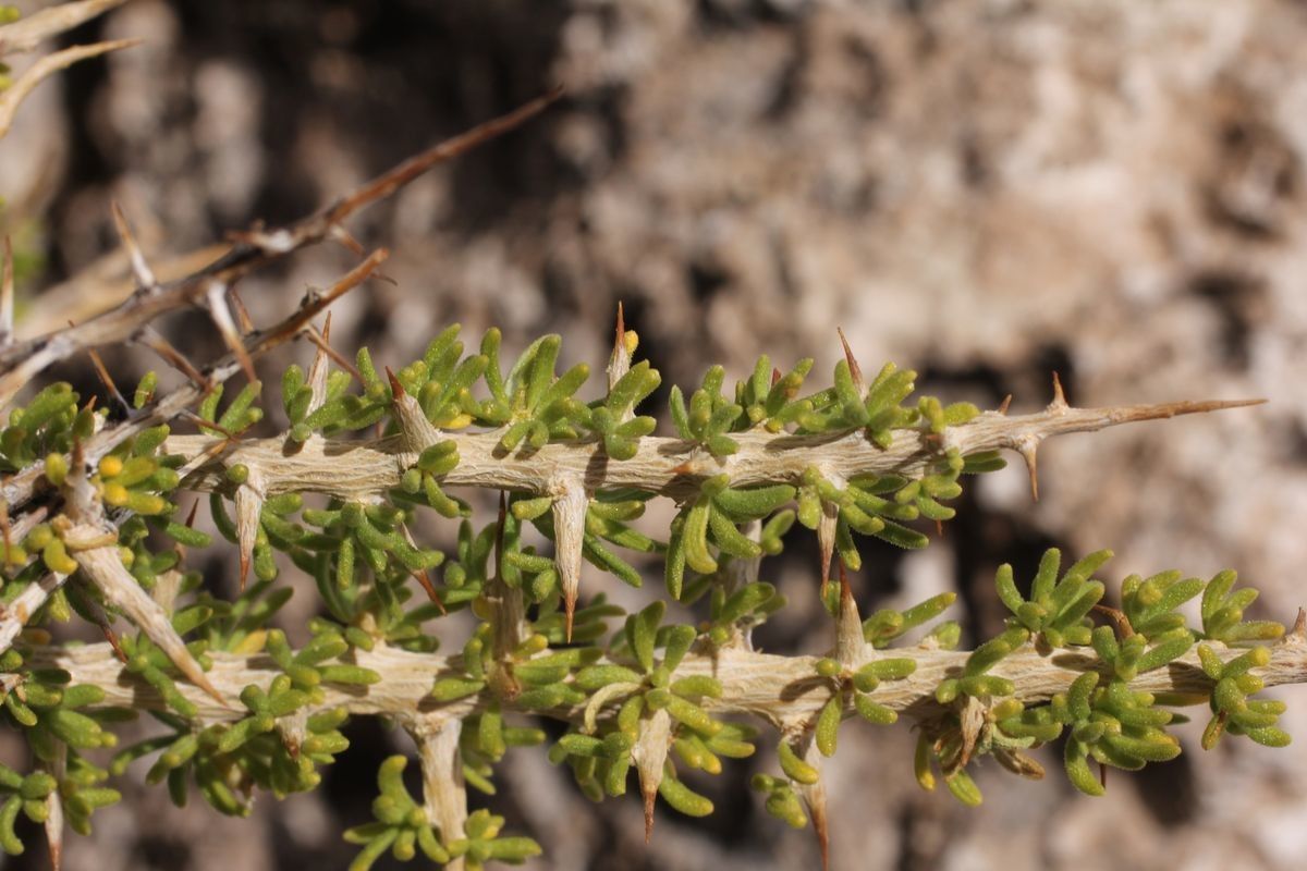 Lycium chanar — search result for 'Lycium'