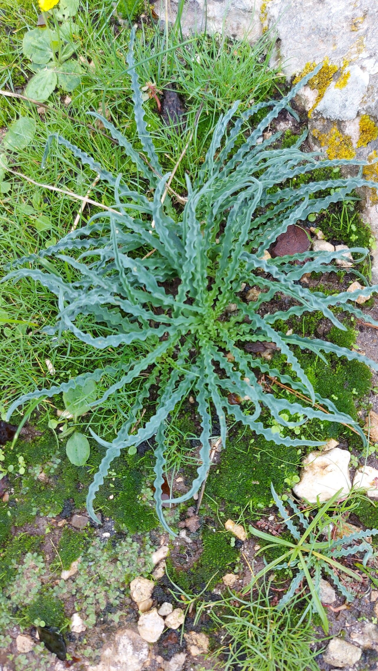 Drimia undulata habit