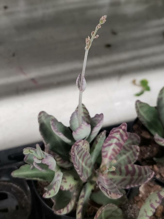 Kalanchoe humilis habit