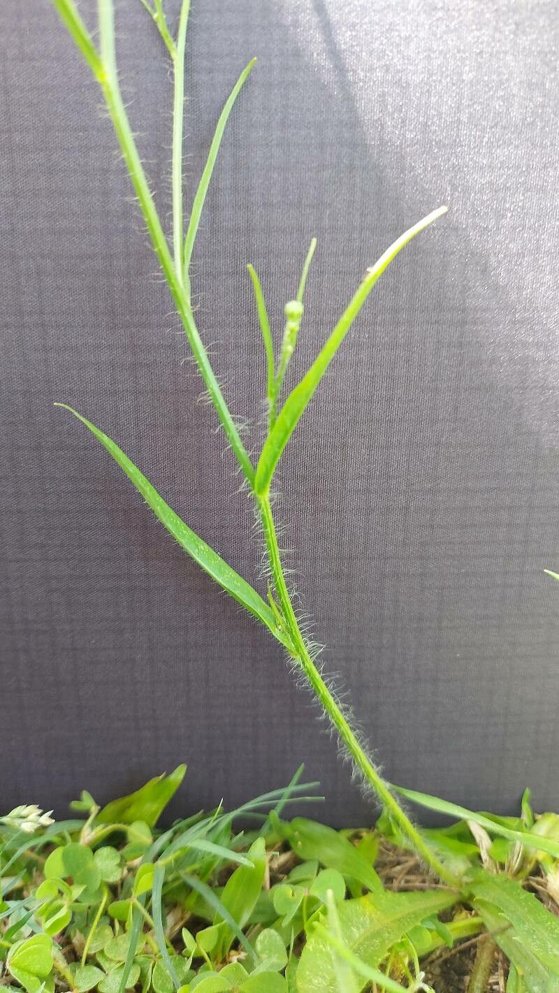 Hypochaeris albiflora bark