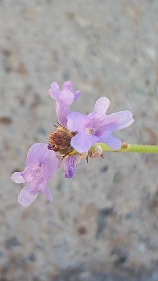 Lavandula subnuda flower