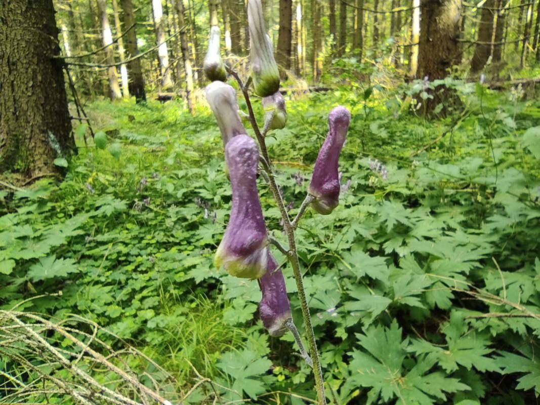 Aconitum moldavicum flower