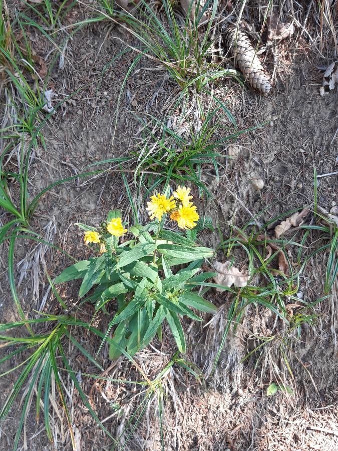 Hieracium umbellatum flower