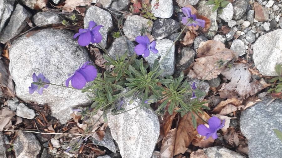 Viola valderia — houseplant care guide