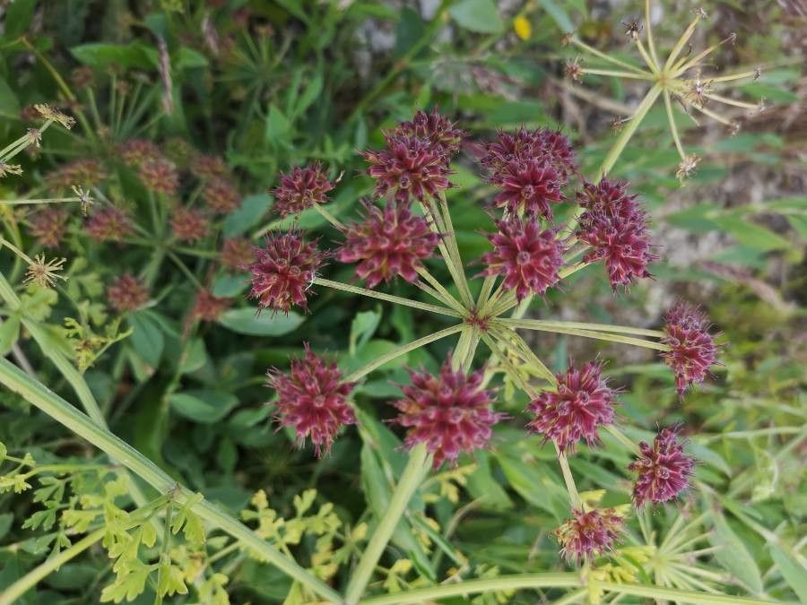 Oenanthe lachenalii fruit