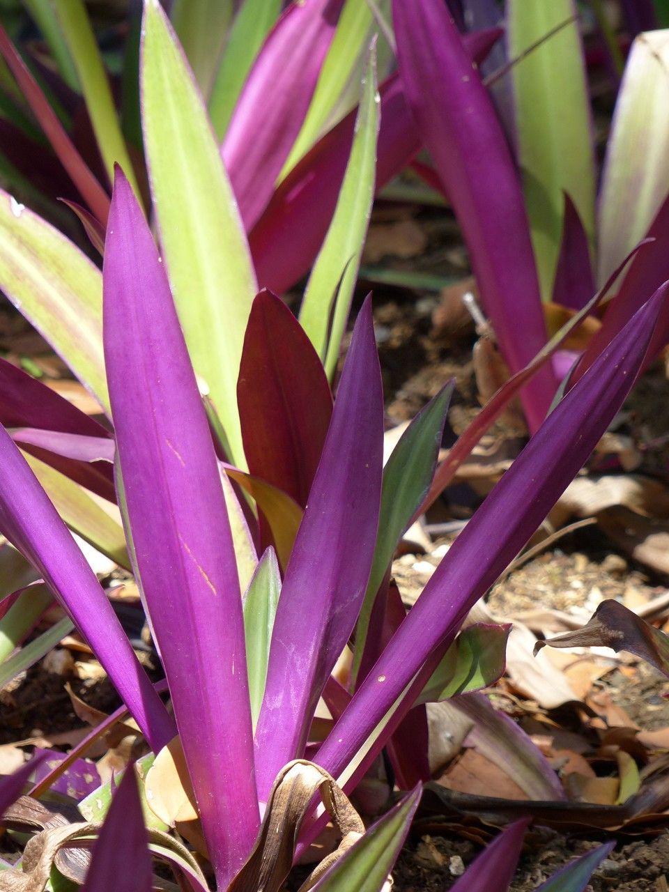 Rhoeo spathacea — search result for 'Commelinaceae'