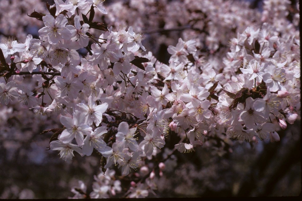 Prunus cyclamina — search result for 'Cyclamen'