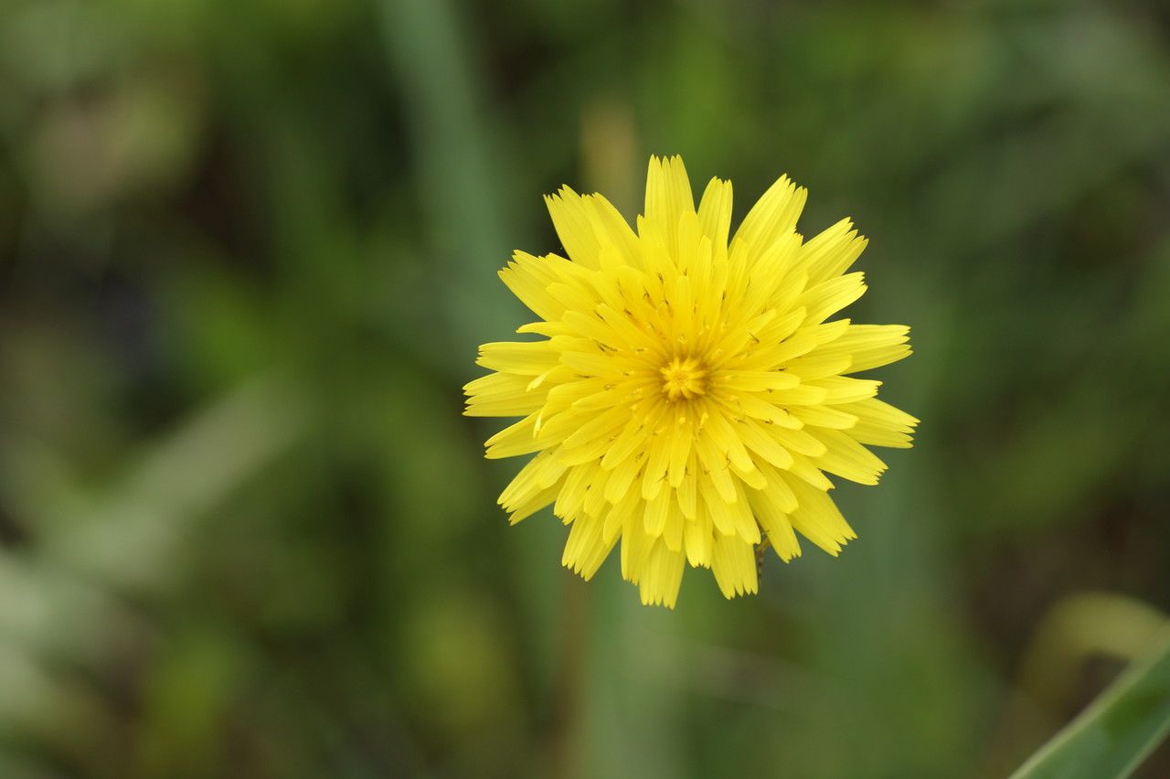 Crepis commutata — search result for 'Crepis'