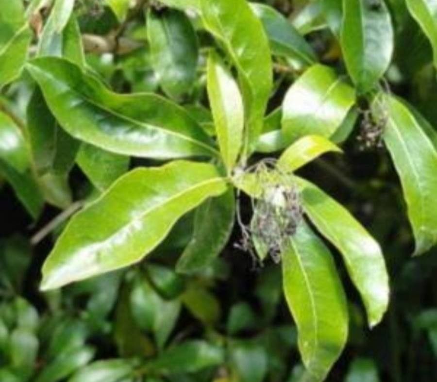 Cordia americana leaf