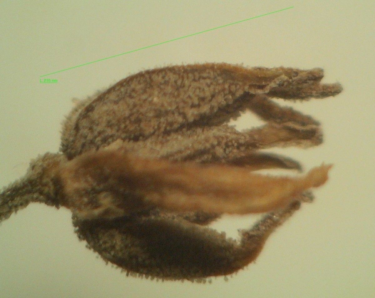 Thalictrum foetidum fruit