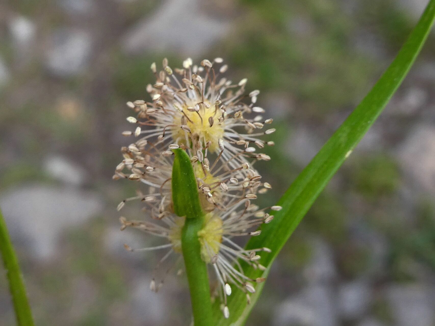 Sparganium angustifolium flower