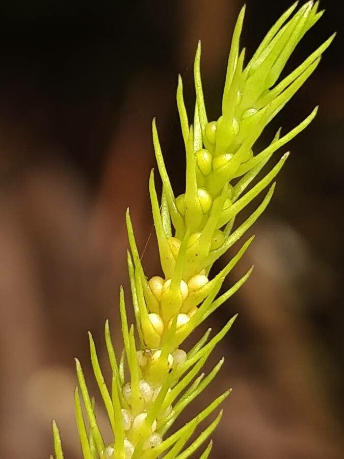 Phlegmariurus verticillatus fruit