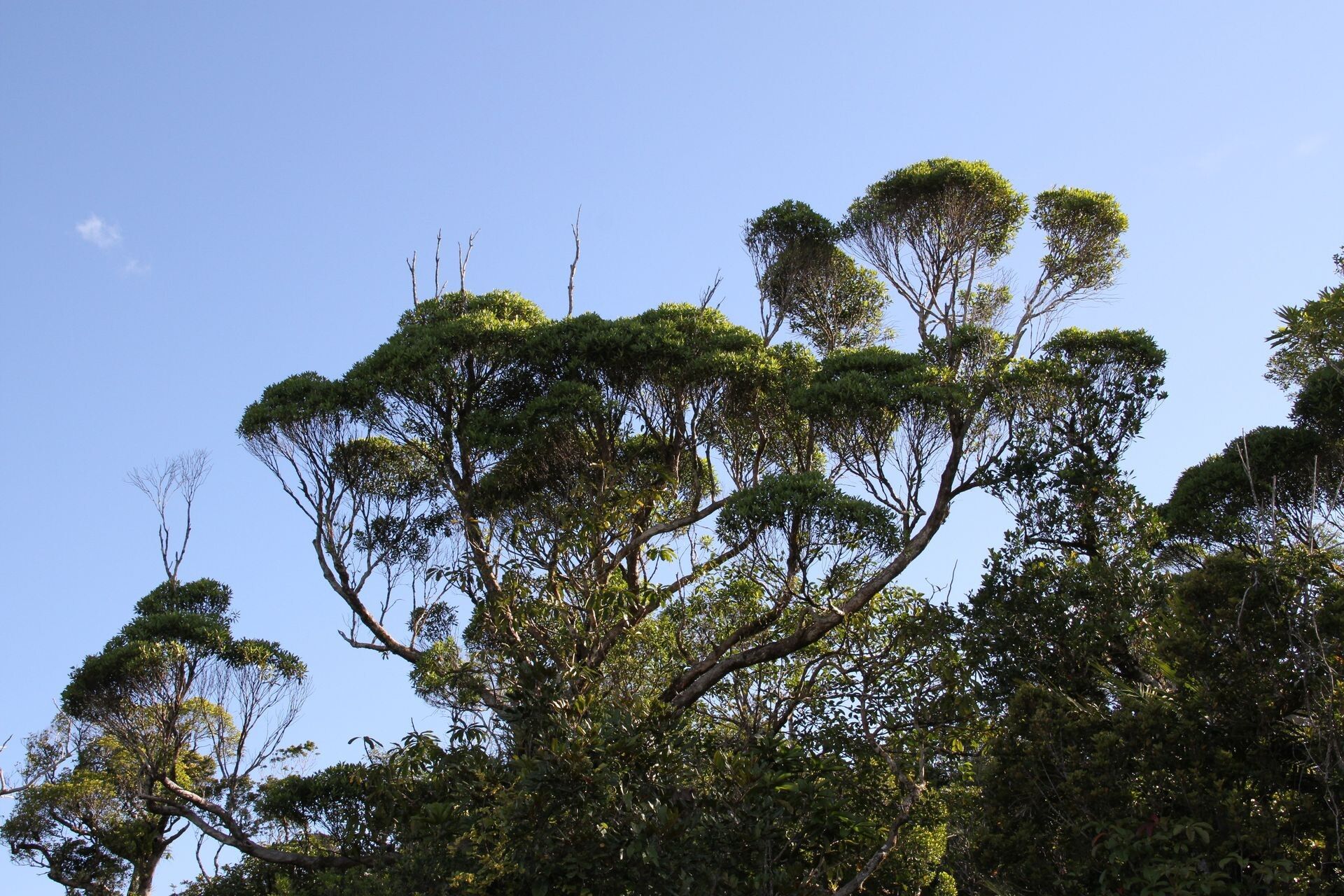 Metrosideros tardiflora habit