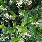 Trachelospermum jasminoides