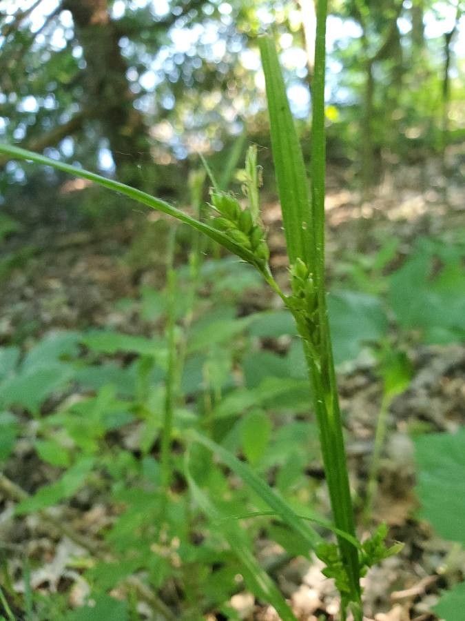 Carex grisea — clay tolerant houseplant