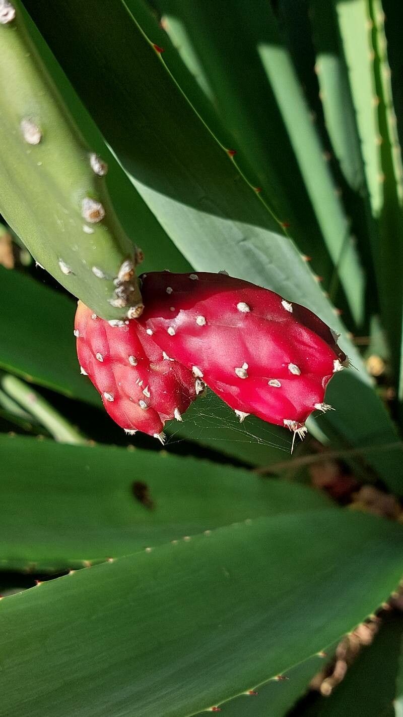 Opuntia cochenillifera fruit