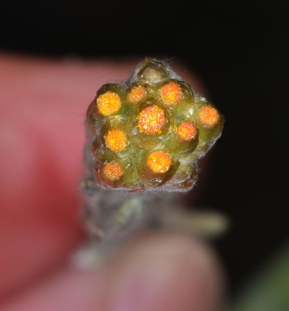 Gnaphalium palustre bark