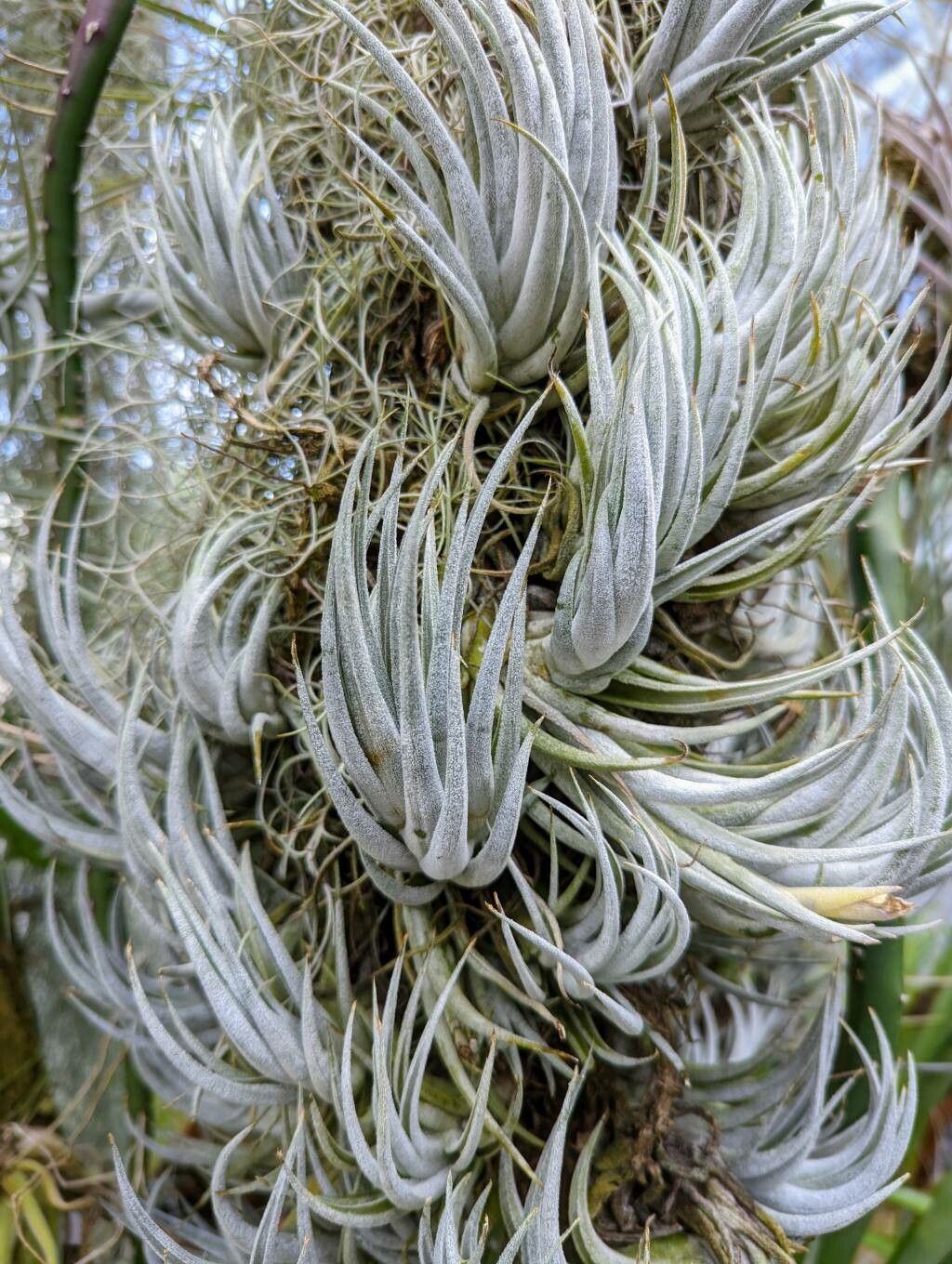 Tillandsia mitlaensis — houseplant care guide