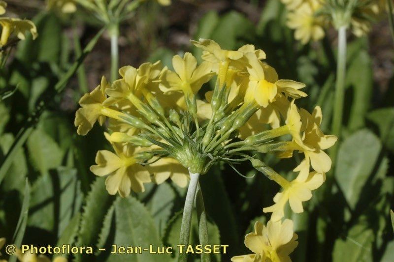 Primula luteola flower