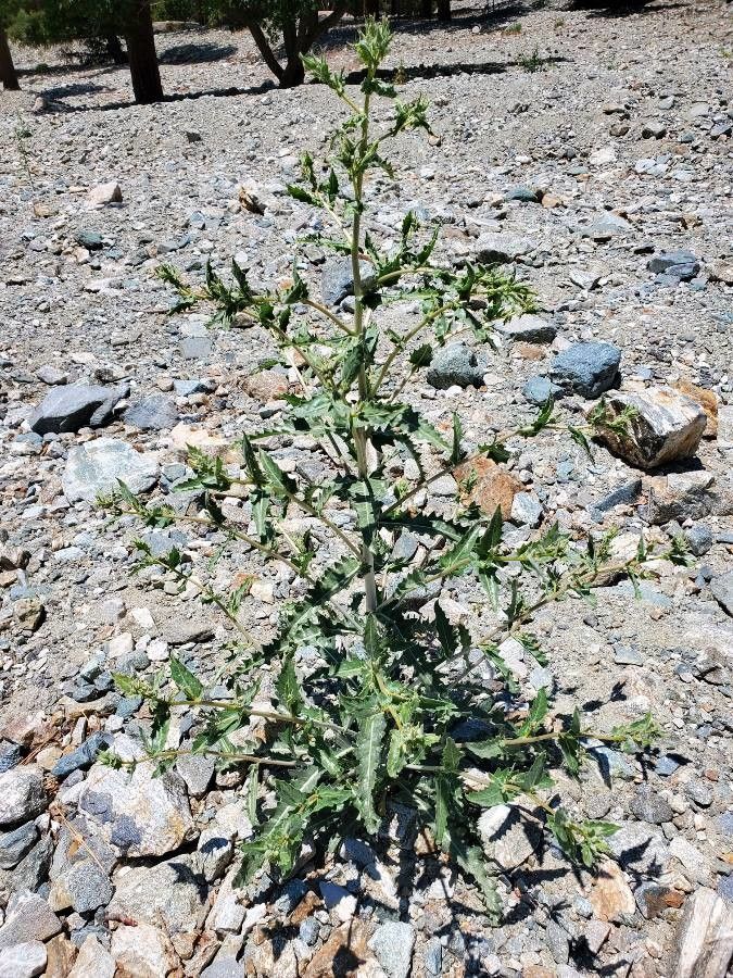 Mentzelia laevicaulis — houseplant care guide