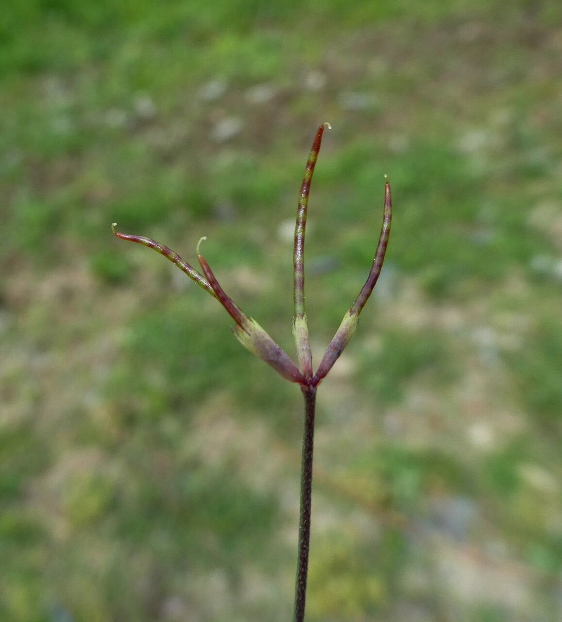 Ornithopus pinnatus fruit