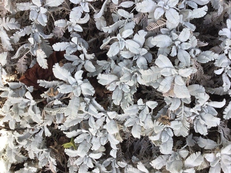 Tanacetum praeteritum — search result for 'Tanacetum'