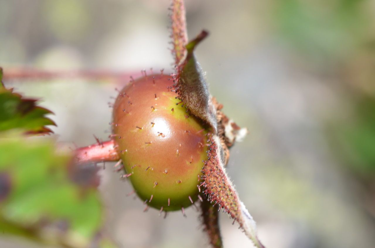 Rosa virginiana fruit