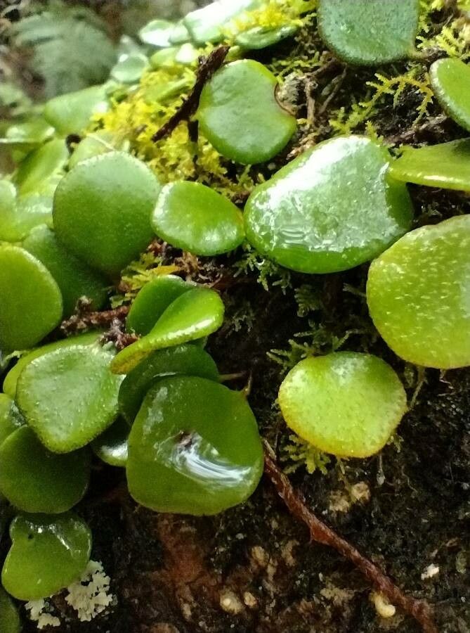 Pyrrosia rupestris leaf