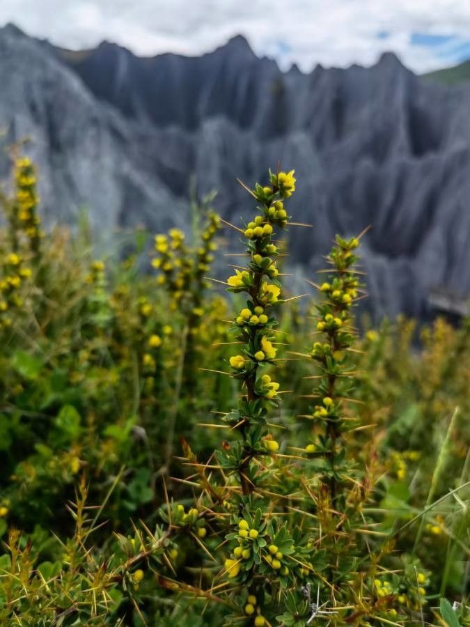 Berberis libanotica habit