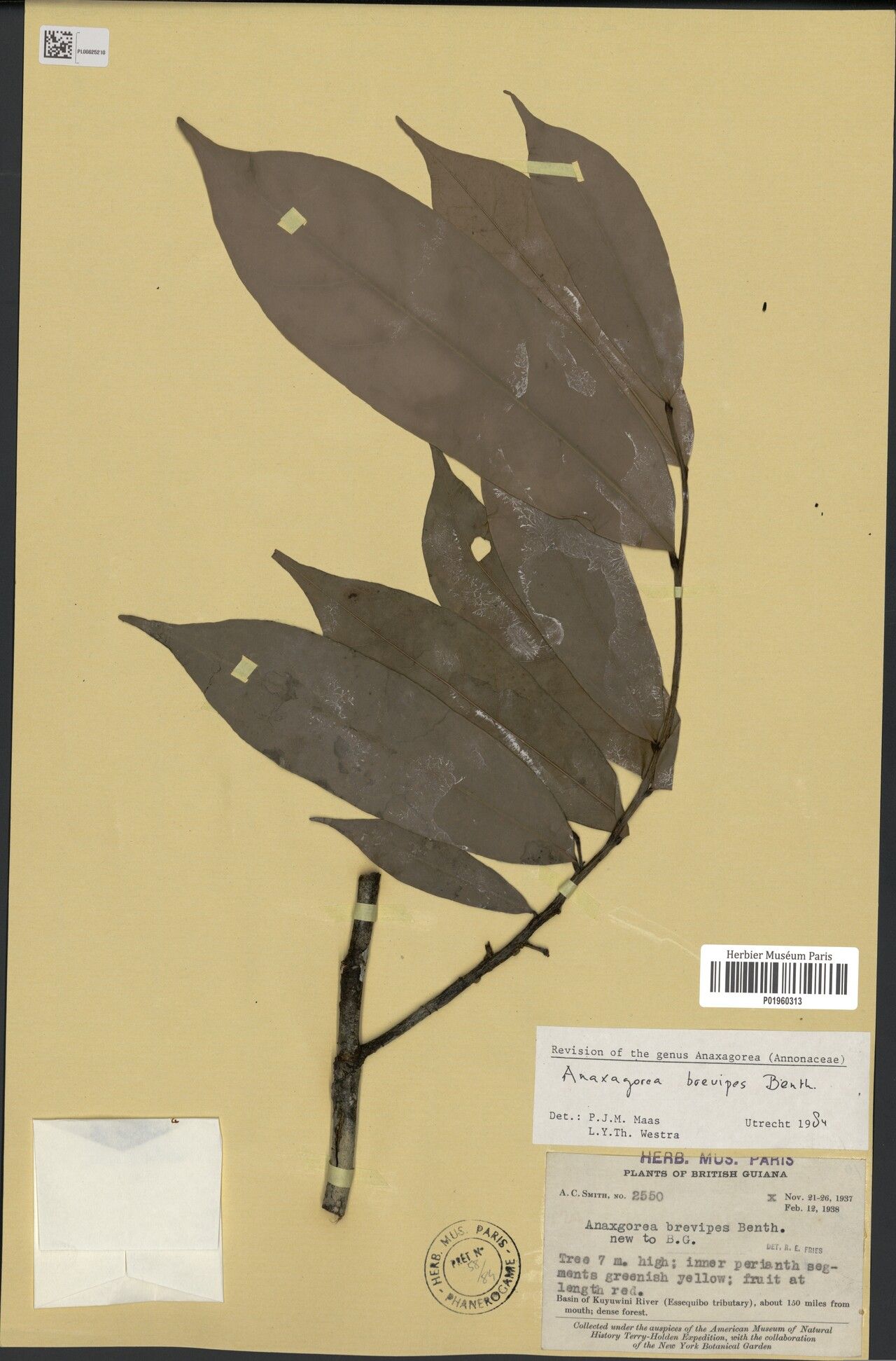 Anaxagorea brevipes — related species from the same genus