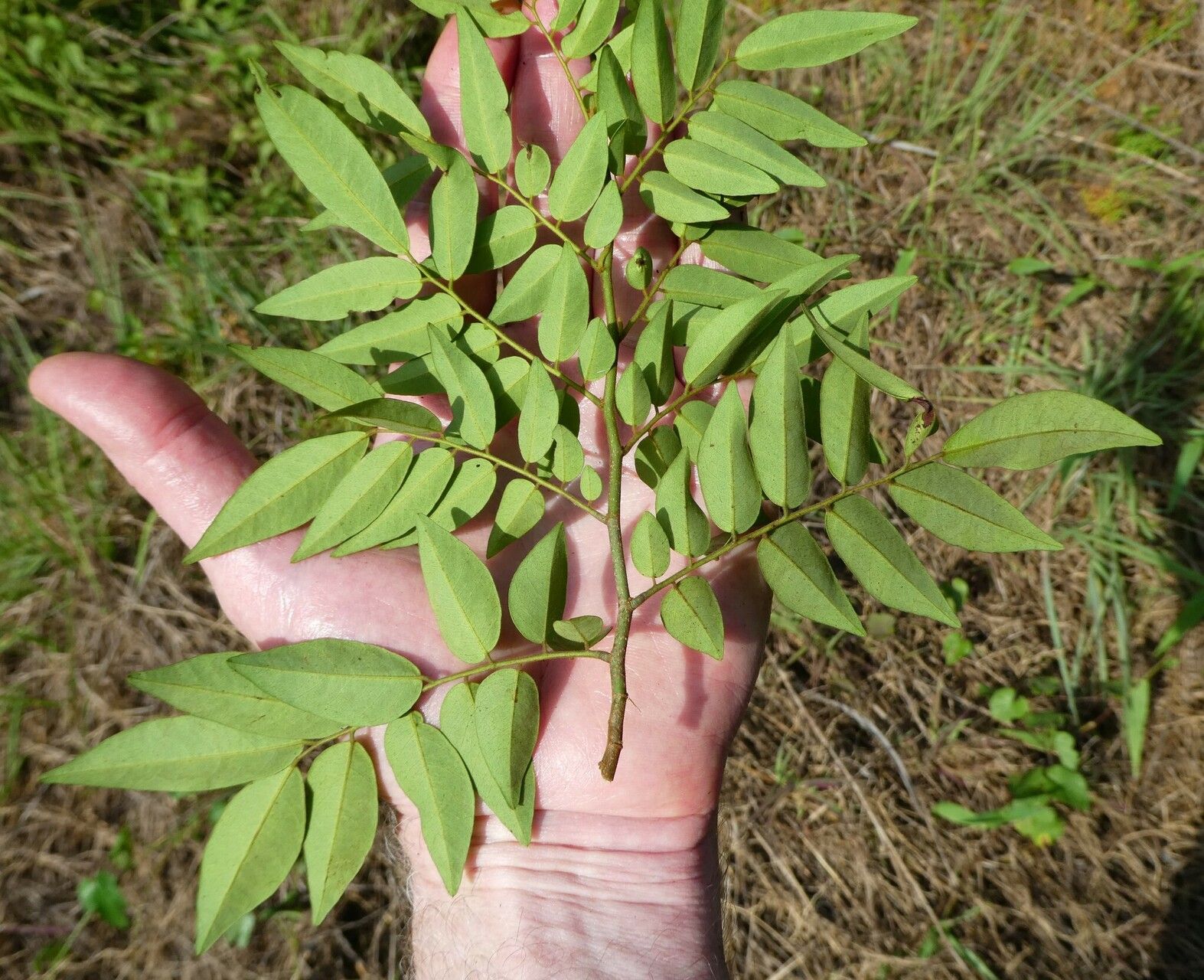 Dalbergia oblongifolia — houseplant care guide