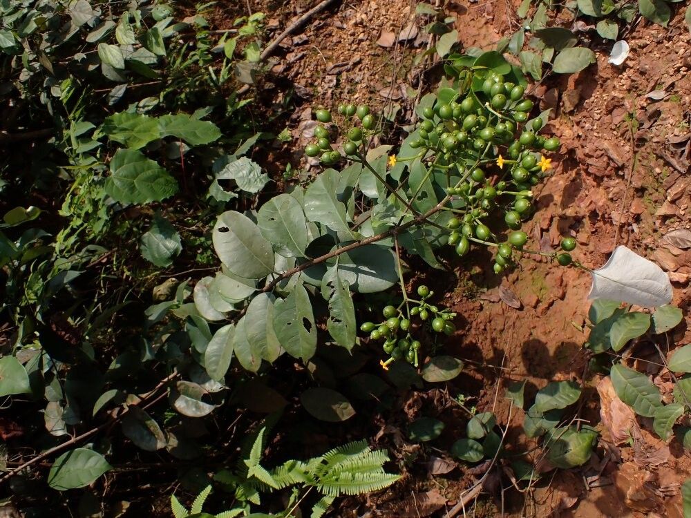 Mussaenda polita — search result for 'Mussaenda'