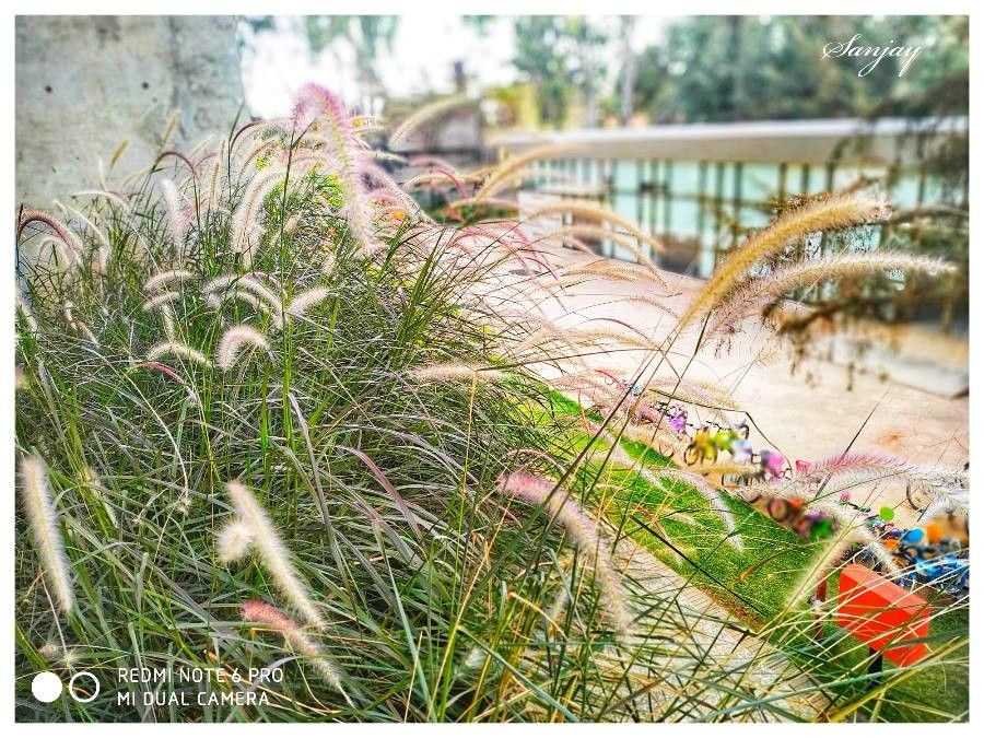 Pennisetum pedicellatum flower