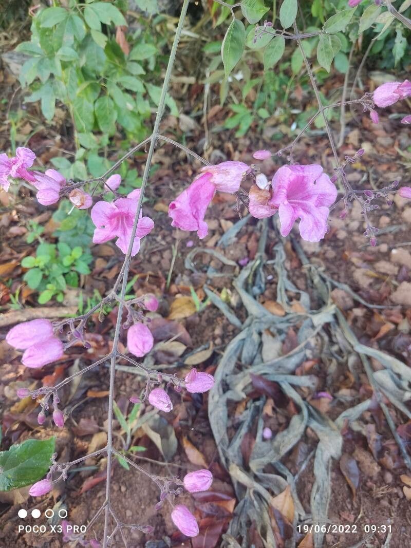 Stereospermum kunthianum flower