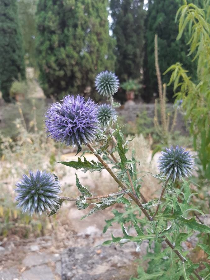Echinops spinosus — search result for 'northern Iran'