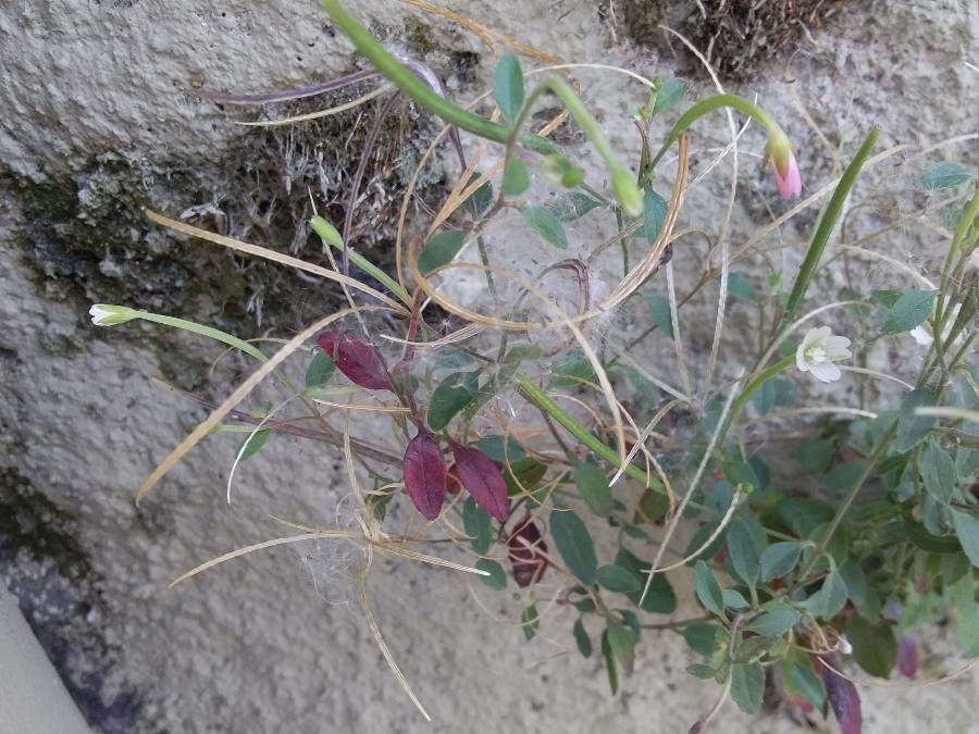 Epilobium collinum fruit