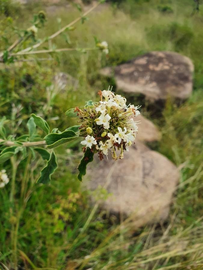 Volkameria eriophylla flower