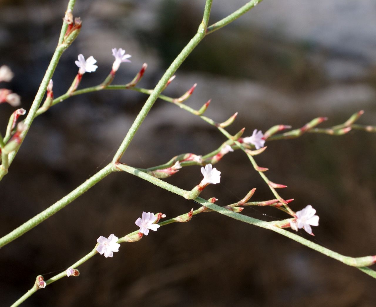 Limonium avei flower